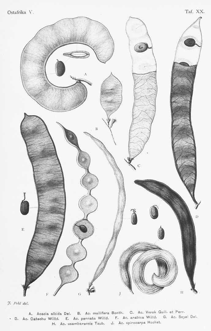 Illustration Faidherbia albida, Par Engler A. (Die Pflanzenwelt Ost-Afrikas und der Nachbargebiete, vol. 3: t. 20 , 1895) [J. Pohl], via plantillustrations 