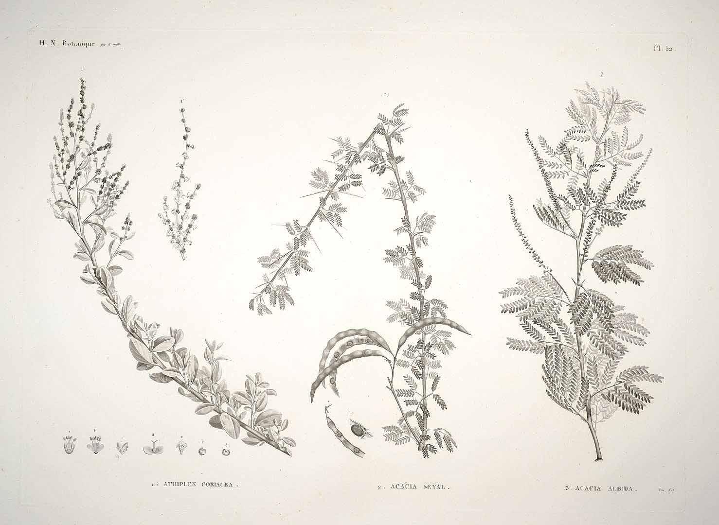 Illustration Faidherbia albida, Par Delile A. (Flore d´Égypte, Plates, t. 52, 1813) [H.J. Redouté], via plantillustrations 