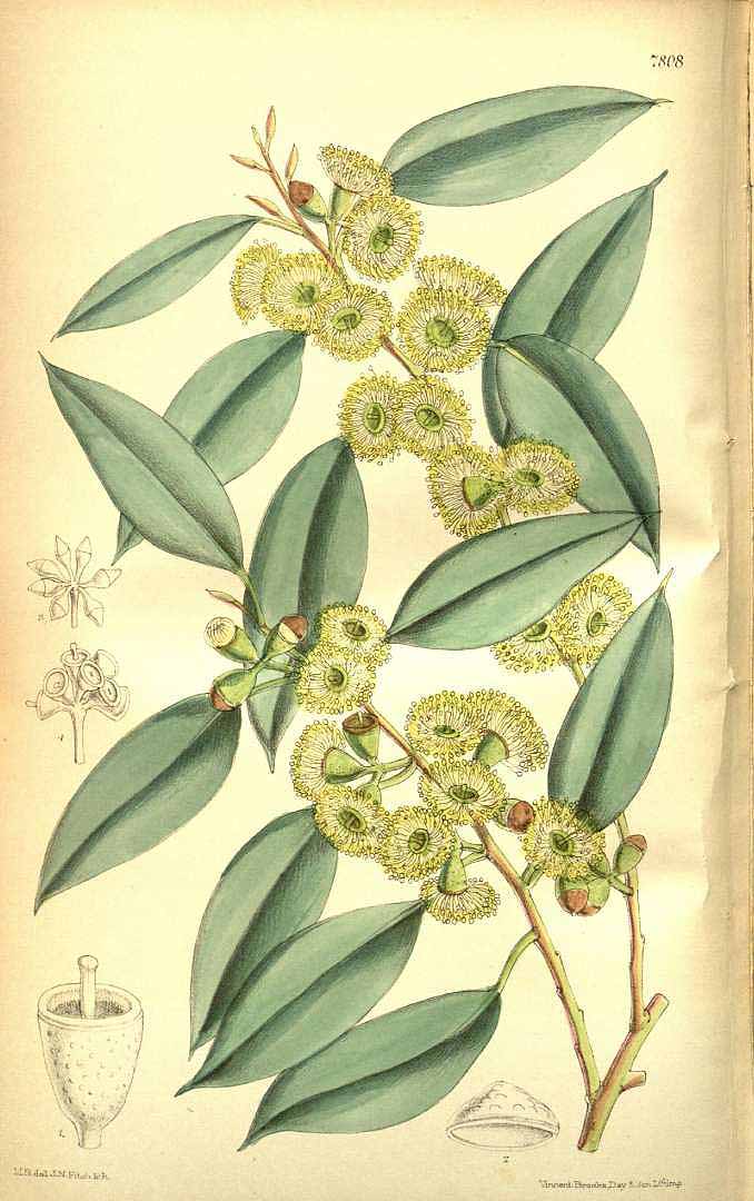 Illustration Eucalyptus gunnii, Par Curtis, W., Botanical Magazine (1800-1948) Bot. Mag., via plantillustrations 