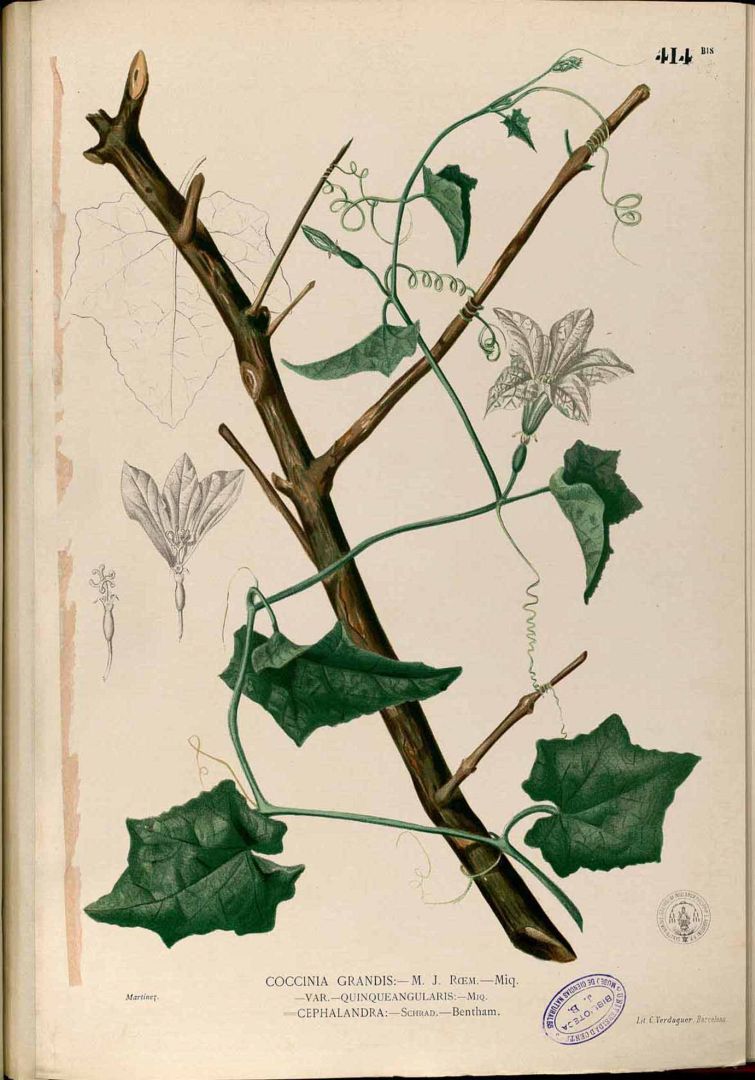 Illustration Coccinia grandis, Par Blanco M. (Flora de Filipinas, t. 414bis, 1875), via plantillustrations 