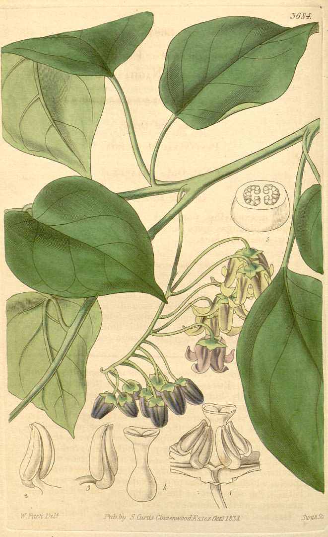 Illustration Solanum diploconos, Par Curtis´s Botanical Magazine (vol. 65 [ser. 2, vol. 12]: t. 3684, 1839) [W.H. Fitch], via plantillustrations 