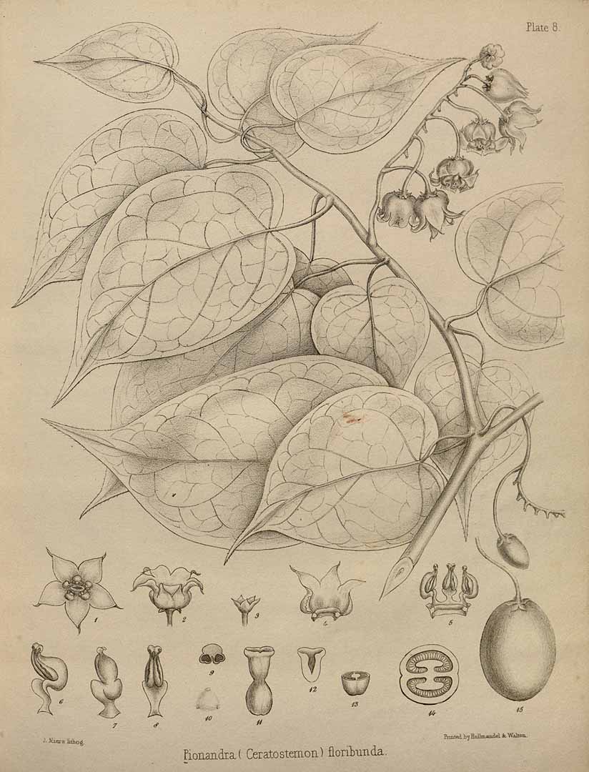 Illustration Solanum diploconos, Par Miers J. (Illustrations of South American plants, vol. 1: t. 8, 1831) [Miers], via plantillustrations 