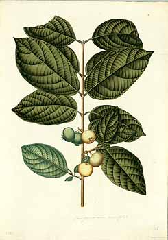 Illustration Campomanesia lineatifolia, Par Mutis J.C. (Drawings of the Royal Botanical Expedition to the new Kingdom of Granada, t. 2651D, 1783-1816), via plantillustrations 