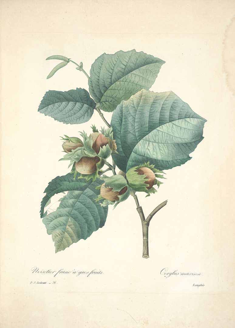 Illustration Corylus maxima, Par Redouté P.J. (Choix des plus belles fleurs et des plus beaux fruits, t. 36, 1833) [P.J. Redoute], via plantillustrations 