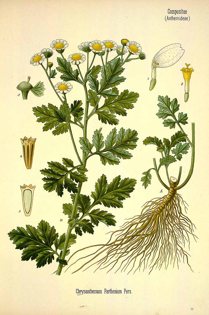 Illustration Tanacetum parthenium, Par Köhler, F.E., Köhler?s Medizinal Pflanzen (1883-1914) Med.-Pfl., via plantillustrations 