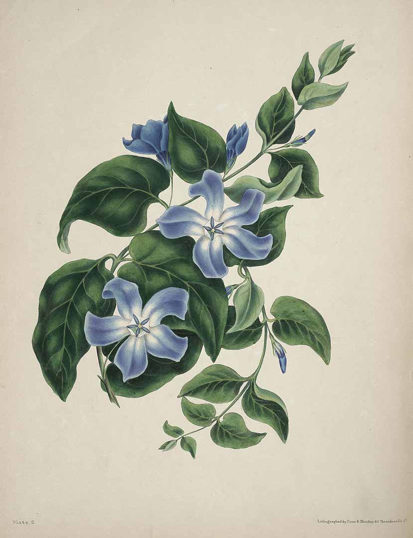 Illustration Vinca major, Par Gleadall, E.E., beauties of flora (1834-1836), via plantillustrations 