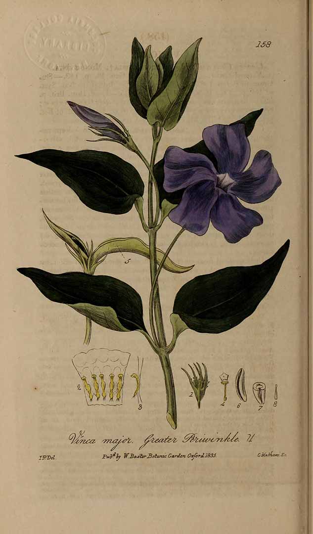 Illustration Vinca major, Par Baxter, W., British phaenogamous botany (1834-1843) Brit. Phaen. Bot., via plantillustrations 