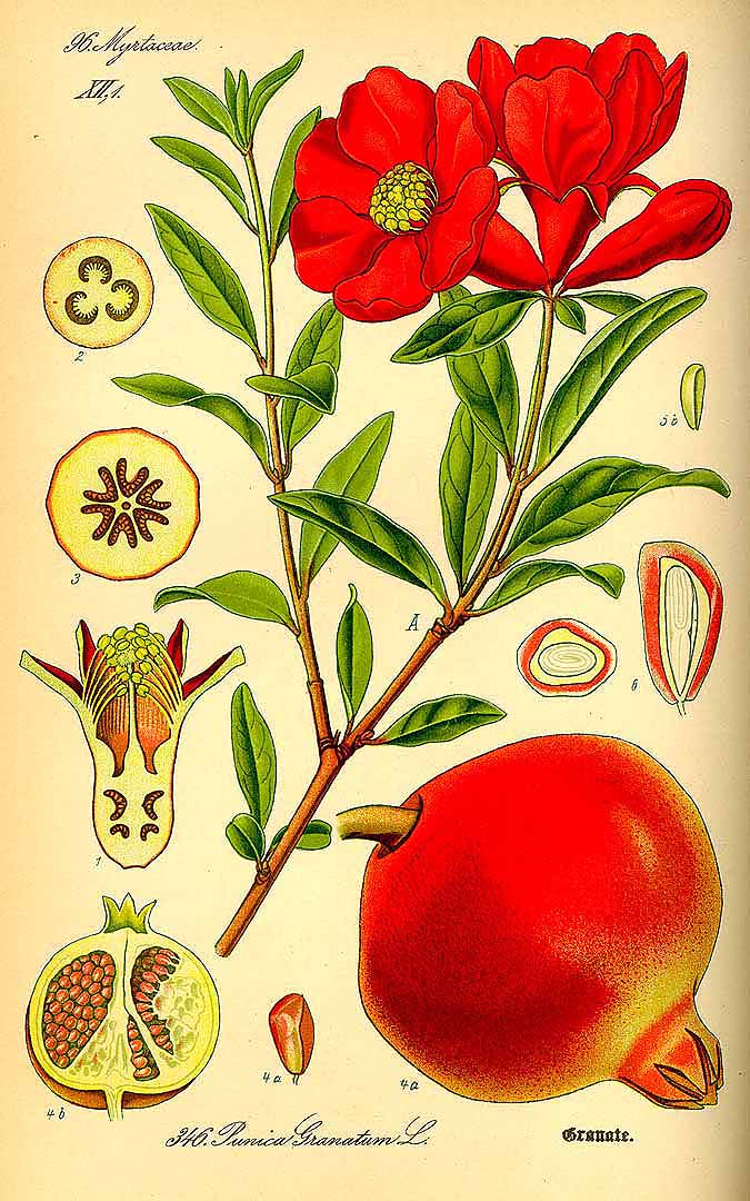 Illustration Punica granatum, Par Thomé, O.W., Flora von Deutschland Österreich und der Schweiz (1886-1889) Fl. Deutschl. vol. 3 (1885), via plantillustrations 
