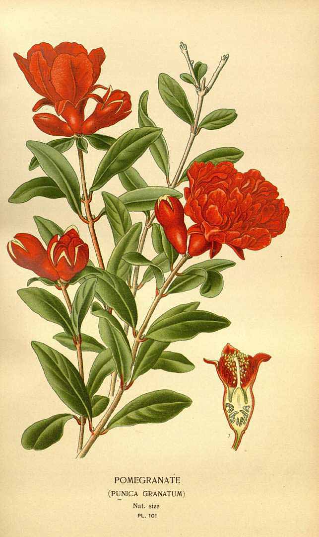 Illustration Punica granatum, Par Step, E., Bois, D., Favourite flowers of garden and greenhouse (1896-1897) Favourite Fl. vol. 2 (1896), via plantillustrations 