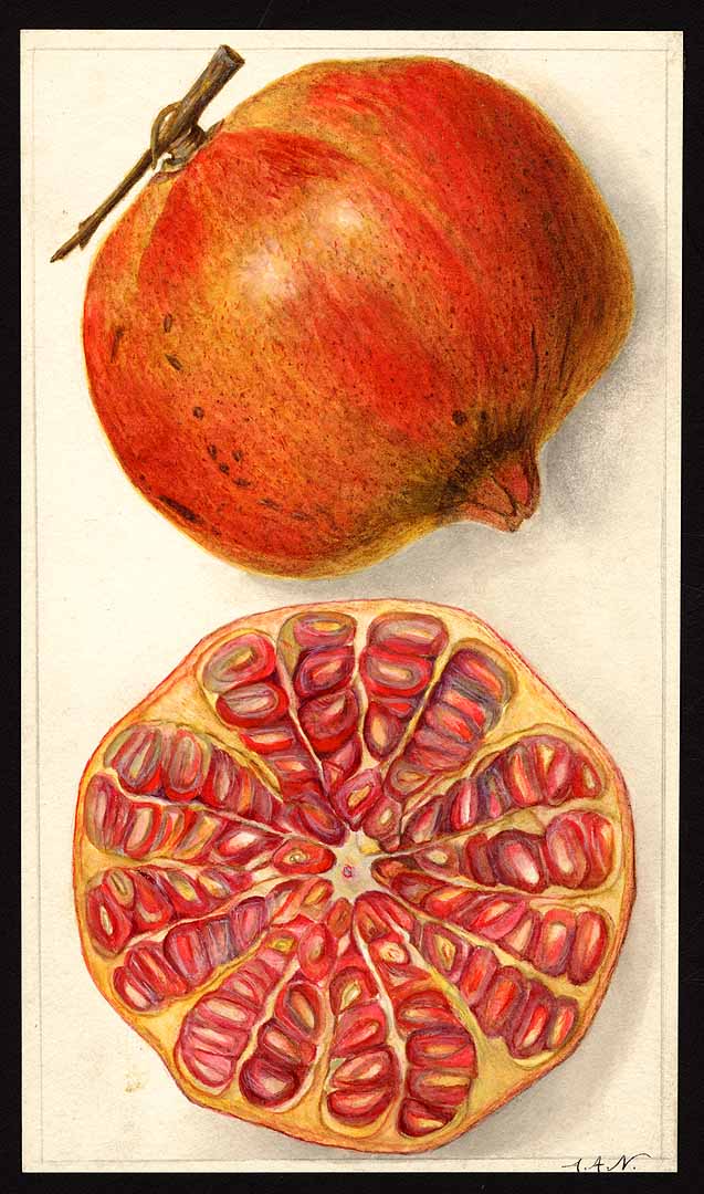Illustration Punica granatum, Par USDA Pomological Watercolor Collection (1872-1948), via plantillustrations 