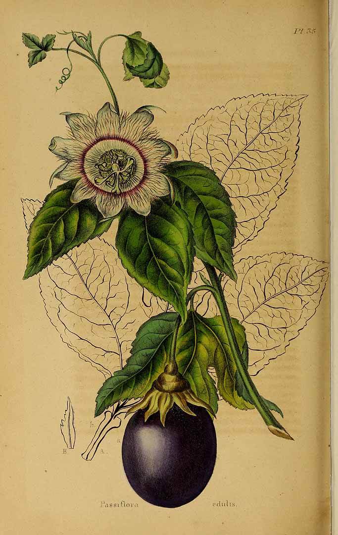 Illustration Passiflora edulis, Par Annales de la Société royale d?Agriculture et de Botanique de Gand [ed. C. Morren] (1845-1849) Ann. Soc. Roy. Agric. Gand, via plantillustrations.org 