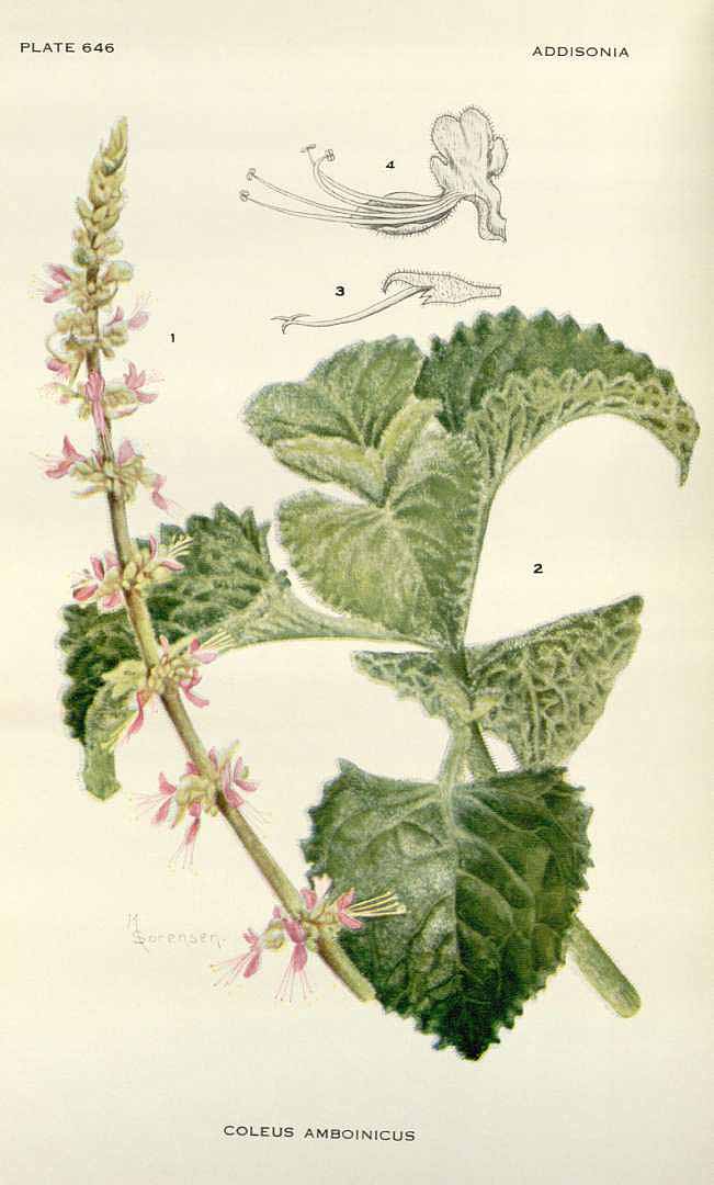 Illustration Plectranthus amboinicus, Par Addisonia (1916-1964), via plantillustrations.org 