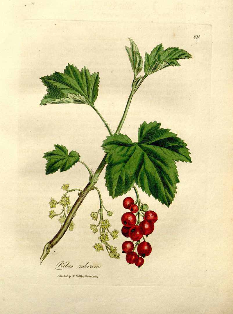 Illustration Ribes rubrum, Par Woodville, W., Hooker, W.J., Spratt, G., Medical Botany, 3th edition (1832) Med. Bot., ed. 3, via plantillustrations 