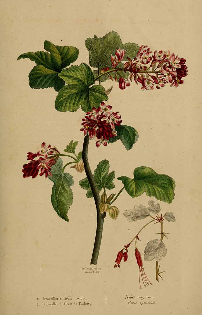 Illustration Ribes sanguineum, Par Patrice78500, via wikimedia 