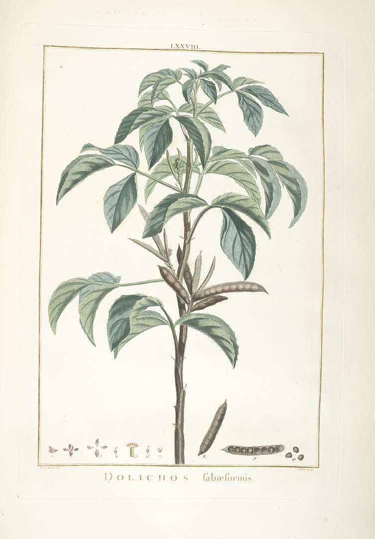 Illustration Cyamopsis tetragonoloba, Par L´Héritier C.L. (Stirpes novae, t. 78, 1784), via plantillustrations 