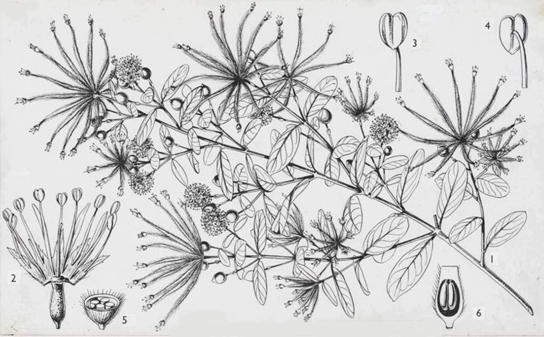 Illustration Guiera senegalensis, Par Hutchinson, J., Dalziel, J.M., Keay, R.W.J., Flora of West Tropical Africa (FWTA), 2nd ed. (1954-1972) Fl. W. Trop. Afr., ed. 2 vol. 1(1): (1954) p. 276 f. 104 , via plantillustrations 