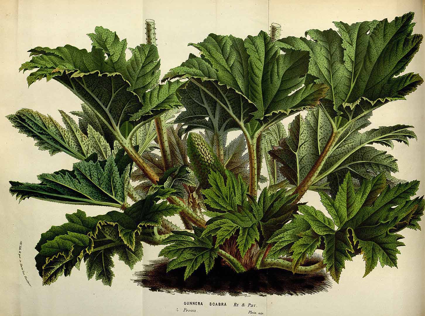 Illustration Gunnera tinctoria, Par Houtte L. van (Flore des serres et des jardin de l´Europe, vol. 18: t. 0, 1845), via plantillustrations 