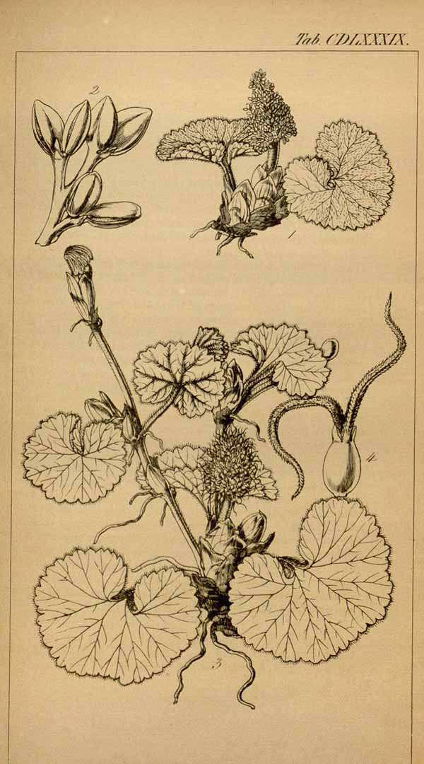 Illustration Gunnera magellanica, Par Hooker´s Icones Plantarum (vol. 5: t. 489, 1842), via plantillustrations 