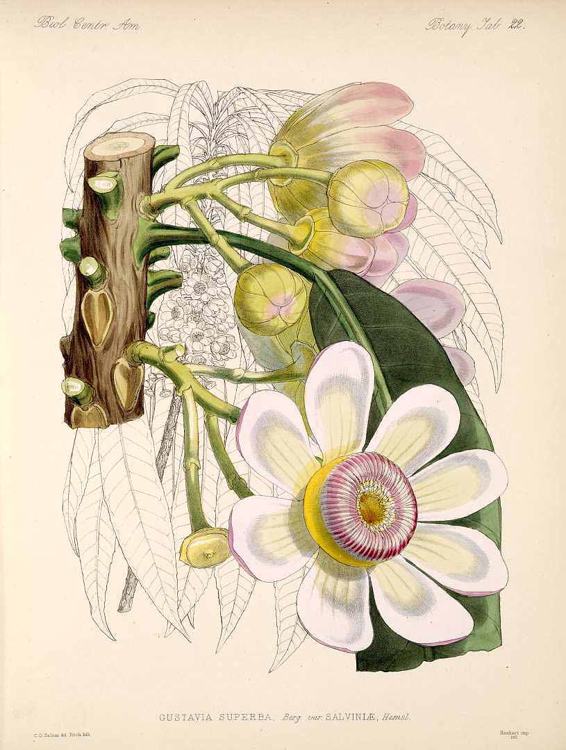 Illustration Gustavia superba, Par Hemsley, W.B., Biologia Centrali-Americani, Botany (1879-1888) Biol. Cent.-Amer., Bot. vol. 5 (1879) t. 22, via plantillustrations 