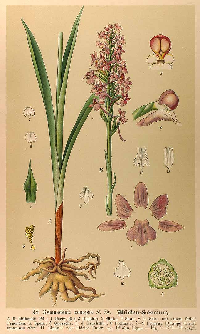 Illustration Gymnadenia conopsea, Par Die Orchidaceen Deutschlands (Deutsch-Oesterreichs und der Schweiz, t. 48, 1894), via plantillustrations 