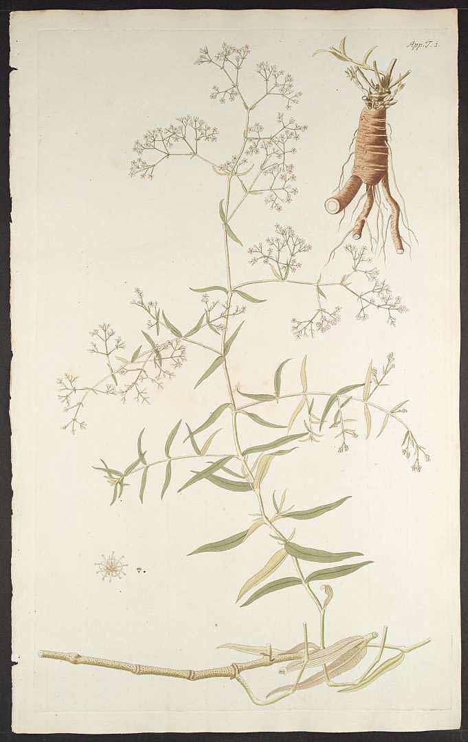 Illustration Gypsophila paniculata, Par Jacquin N.J. von (Florae austriaceae, vol. 5: t. 1, 1778), via plantillustrations 