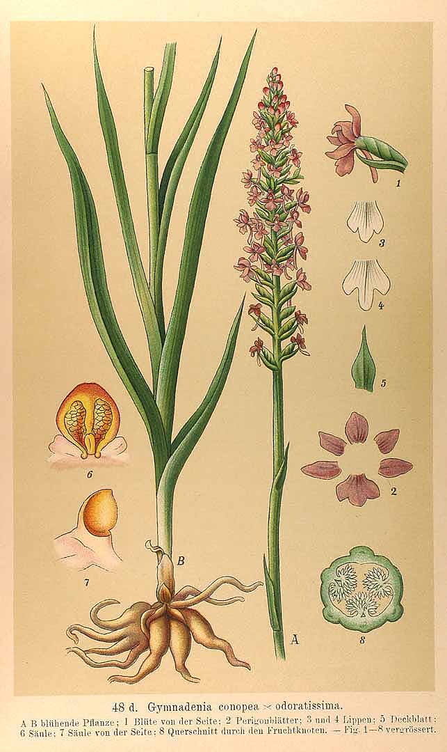Illustration Habenaria conopsea, Par Die Orchidaceen Deutschlands (Deutsch-Oesterreichs und der Schweiz, t. 48d, 1894), via plantillustrations 