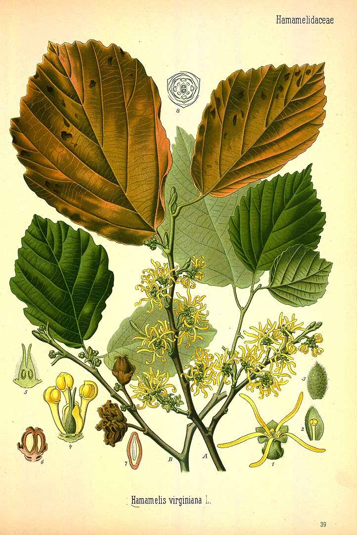Illustration Hamamelis virginiana, Par Ko&#776;hler, F.E., Ko&#776;hler?s Medizinal Pflanzen (1883-1914) Med.-Pfl. vol. 3 (1898) t. 39, via plantillustrations 