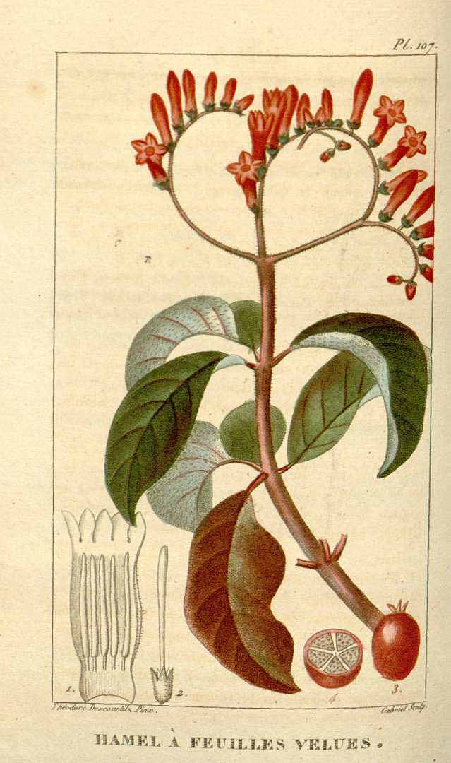 Illustration Hamelia patens, Par Descourtilz M.E. (Flore médicale des Antilles, vol. 2: t. 107, 1822) [J.T. Descourtilz], via x 