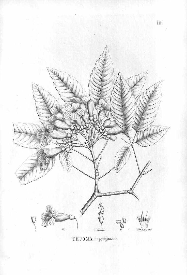 Illustration Handroanthus impetiginosus, Par Martius, C.F.P. von, Eichler, A.G., Urban, I., Flora Brasiliensis (1840-1906) Fl. Bras. vol. 8(2): (1896-1897), via plantillustrations 
