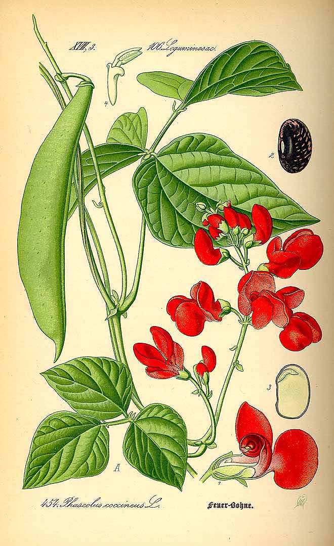 Illustration Phaseolus coccineus, Par Thomé, O.W., Flora von Deutschland Österreich und der Schweiz (1886-1889) Fl. Deutschl. vol. 3 (1885), via plantillustrations 