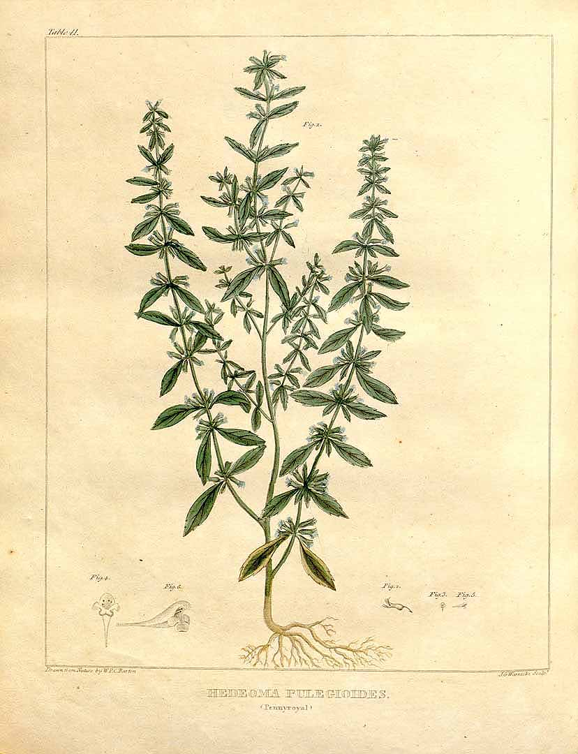 Illustration Hedeoma pulegioides, Par Barton, W.P.C., Vegetable materia medica of the United States (1817-1818) Veg. Mater. Med. U.S. vol. 2 (1818) t. 41, via plantillustrations 