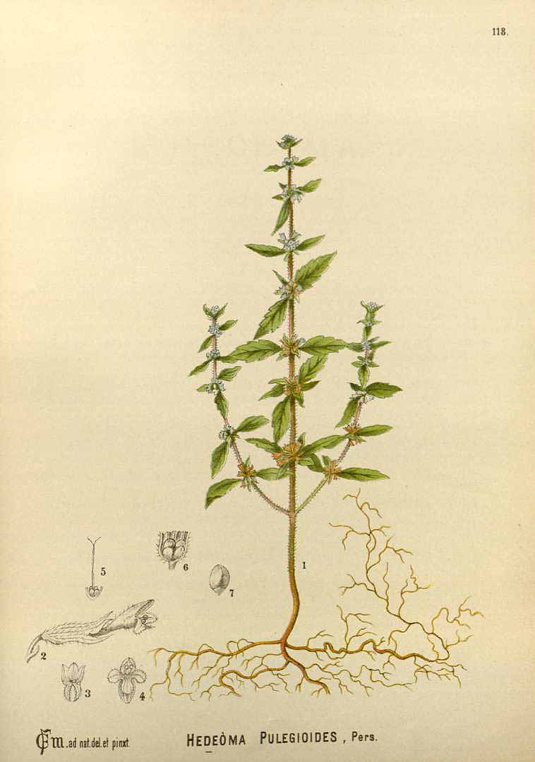 Illustration Hedeoma pulegioides, Par Millspaugh, C.F., American medicinal plants (1882-1887) Amer. Medic. Pl. vol. 2 (1892) t. 118, via plantillustrations 