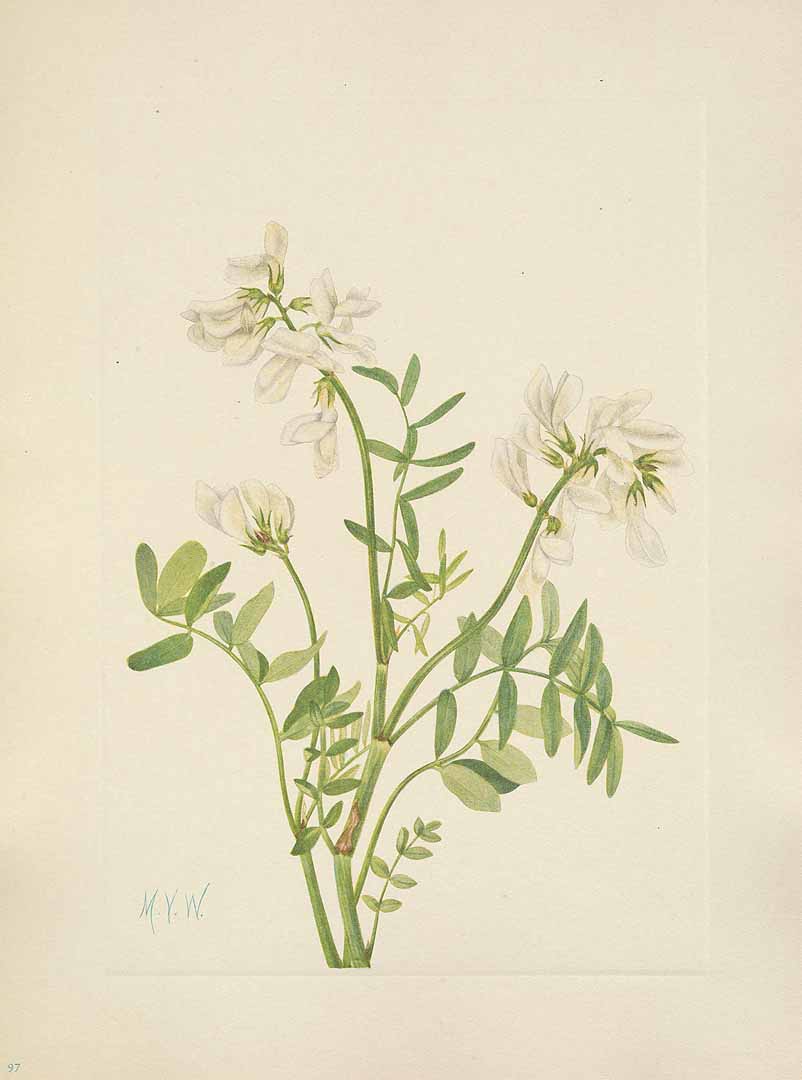 Illustration Hedysarum boreale, Par Walcott, M.V., North American wild flowers (1925-1927) N. Amer. Wild Fl. vol. 2 t. 97, via plantillustrations 