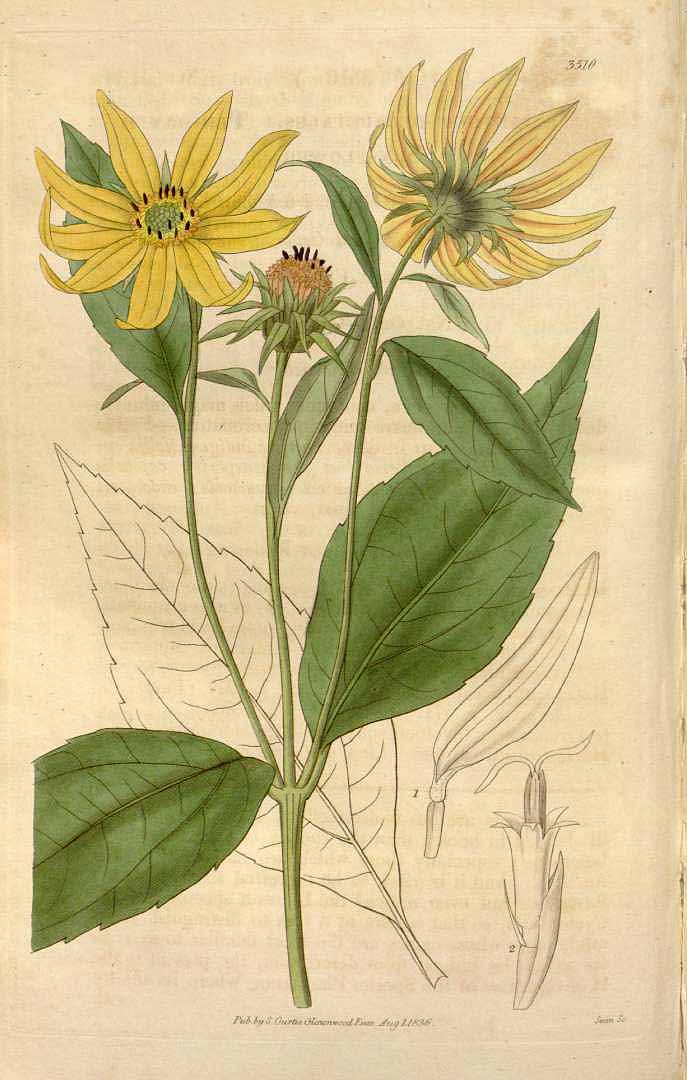 Illustration Helianthus strumosus, Par Curtis´s Botanical Magazine (vol. 63 [ser. 2, vol. 10]: t. 3510, 1836), via x 