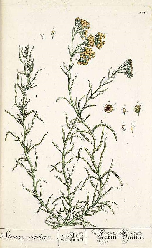Illustration Helichrysum stoechas, Par Blackwell E. (Herbarium Blackwellianum, vol. 5: t. 438, 1765), via x 