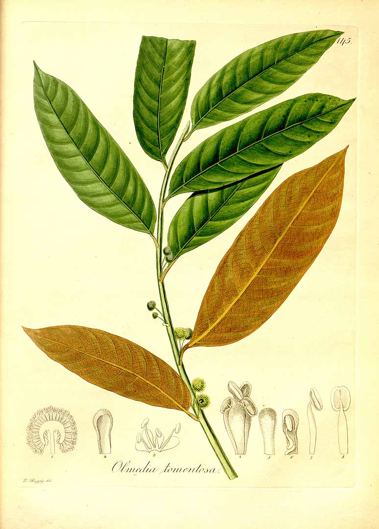 Illustration Helicostylis tomentosa, Par Poeppig, E.F., Nova genera ac species plantarum (1835-1845) Nov. Gen. Sp. Pl. (Poeppig) vol. 2 (1838) t. 145, via plantillustrations 