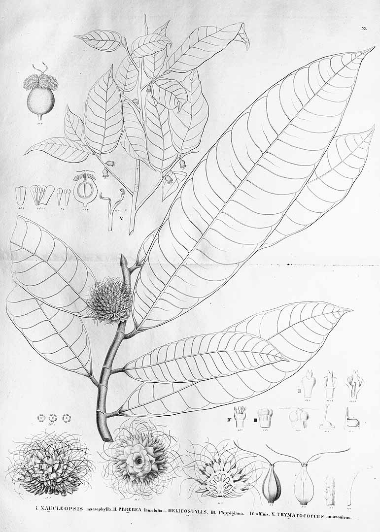 Illustration Helicostylis tomentosa, Par Martius, C.F.P. von, Eichler, A.G., Urban, I., Flora Brasiliensis (1840-1906) Fl. Bras. vol. 4(1): (1852-1863), via plantillustrations 