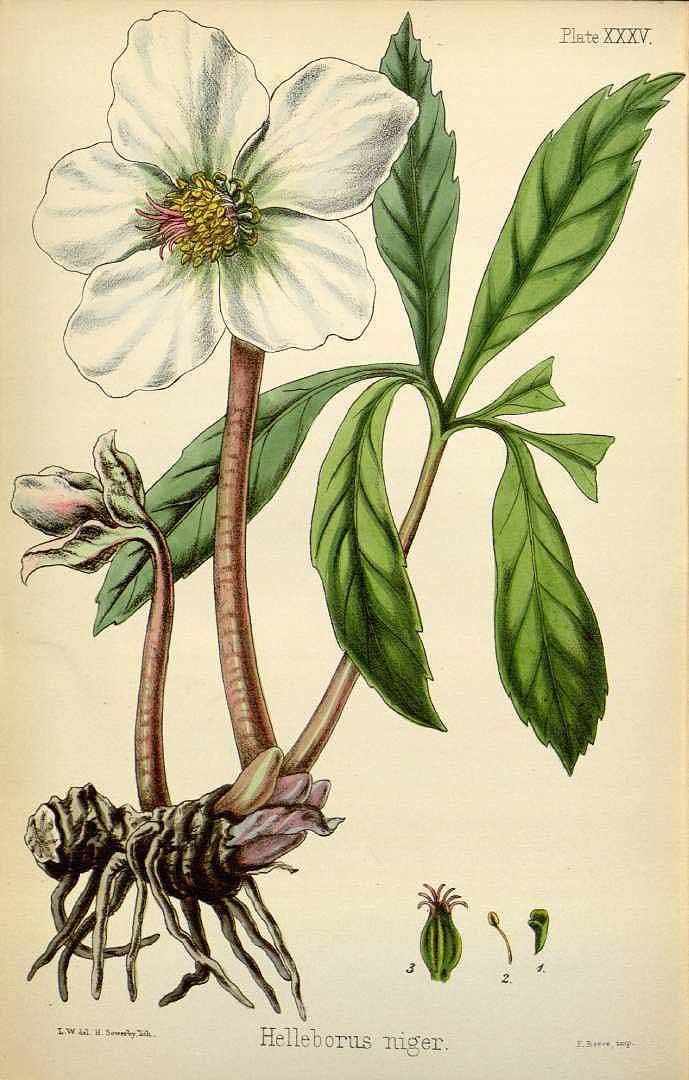Illustration Helleborus niger, Par Hamilton, E., Flora homoeopathica (1852-1853) Fl. Homoeopathica vol. 1 (1852), via plantillustrations 