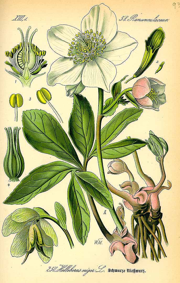 Illustration Helleborus niger, Par Thomé, O.W., Flora von Deutschland Österreich und der Schweiz (1886-1889) Fl. Deutschl. vol. 2 (1885), via plantillustrations 
