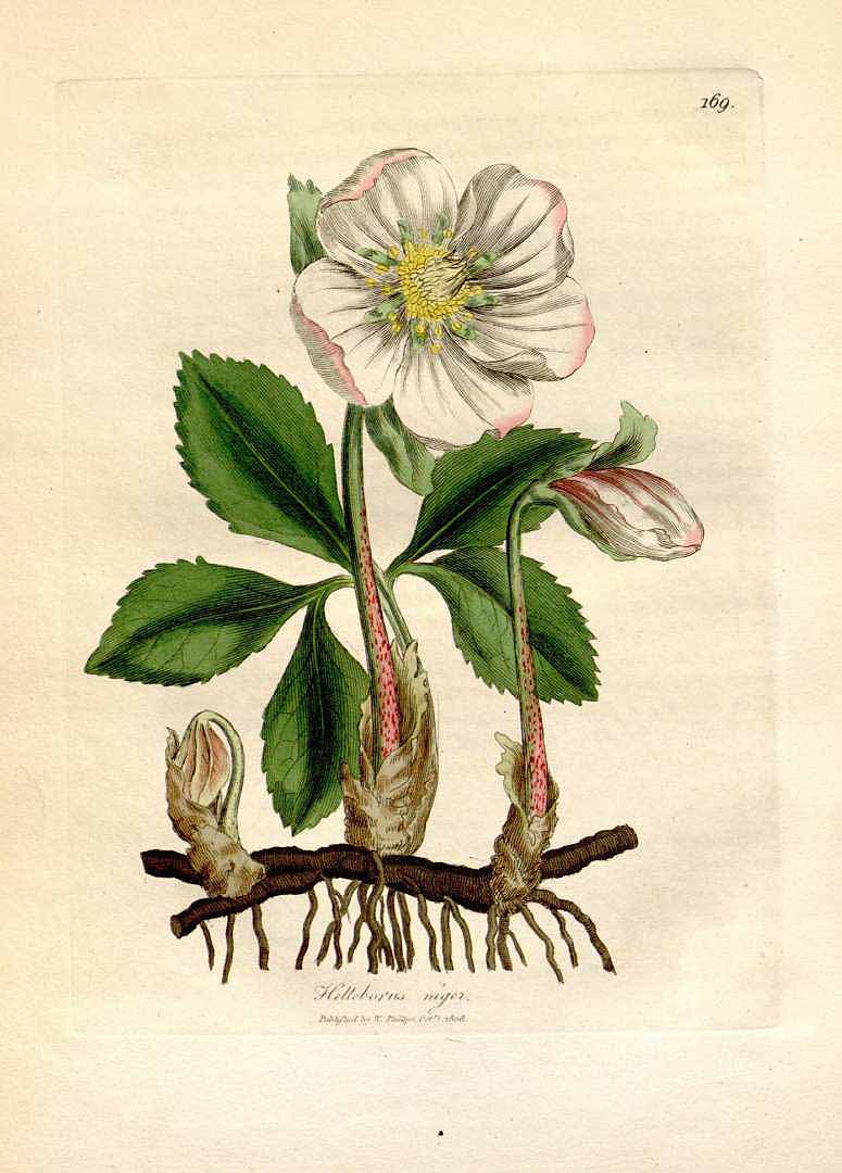 Illustration Helleborus niger, Par Woodville, W., Hooker, W.J., Spratt, G., Medical Botany, 3th edition (1832) Med. Bot., ed. 3 vol. 3 (1832), via plantillustrations 