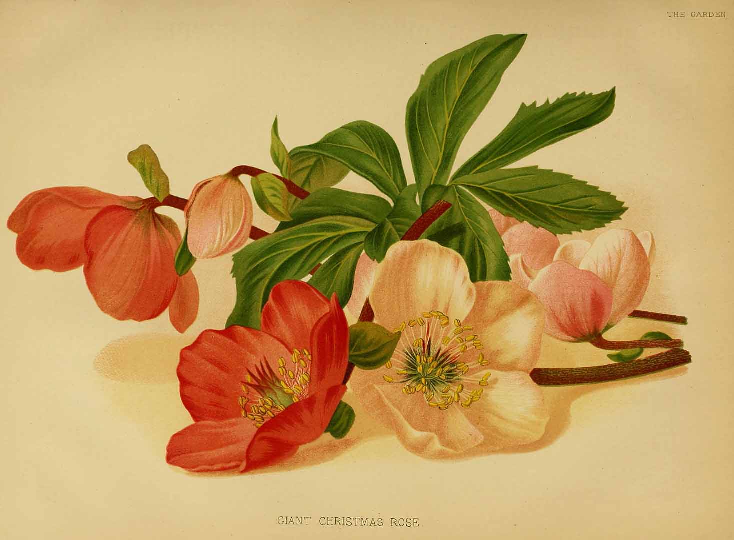 Illustration Helleborus niger, Par garden (1872-1927) The Garden vol. 14 (1878), via plantillustrations 
