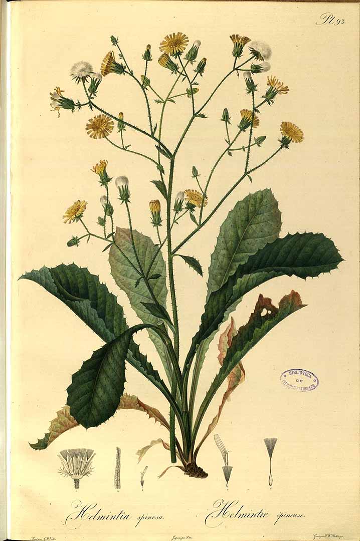 Illustration Helminthotheca echioides, Par Hoffmannsegg, J.C. von, Flore portugaise (1809-1840) Fl. Portug. vol. 2 t. 93, via plantillustrations 