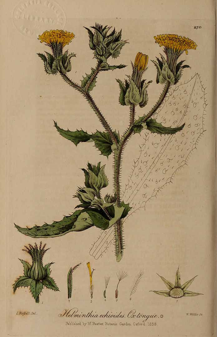 Illustration Helminthotheca echioides, Par Baxter, W., British phaenogamous botany (1834-1843) Brit. Phaen. Bot. vol. 4 [tt. 241-320] t. 270, via plantillustrations 
