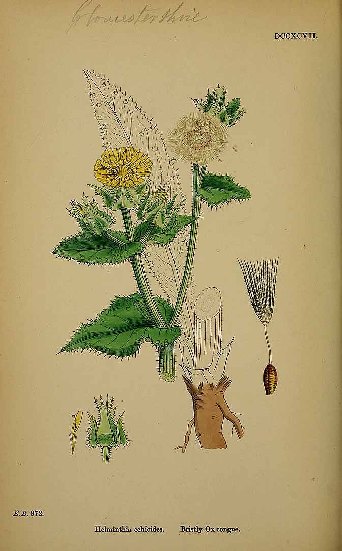 Illustration Helminthotheca echioides, Par Smith, J.E., English botany, or coloured figures of British plants, ed. 3 [B] [J.E. Sowerby et al] (1863-1899) Engl. Bot., ed. 3 vol. 5 (1866) t. 797, via plantillustrations 