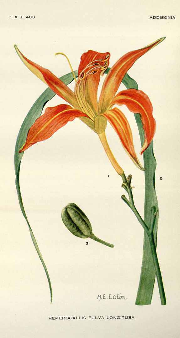 Illustration Hemerocallis fulva, Par Addisonia (vol. 15: t. 483, 1930) [M.E. Eaton], via x 