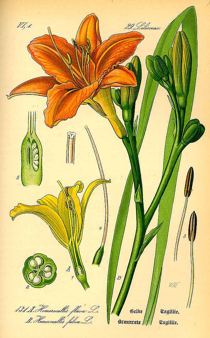 Illustration Hemerocallis fulva, Par Thomé, O.W., Flora von Deutschland Österreich und der Schweiz (Tafeln, vol. 1: t. 131, fig. B, 1885), via x 