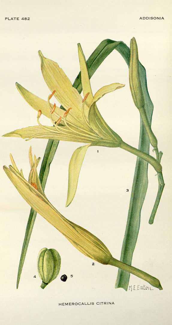 Illustration Hemerocallis citrina, Par Addisonia (1916-1964) Addisonia vol. 15 (1930) t. 482, via plantillustrations 
