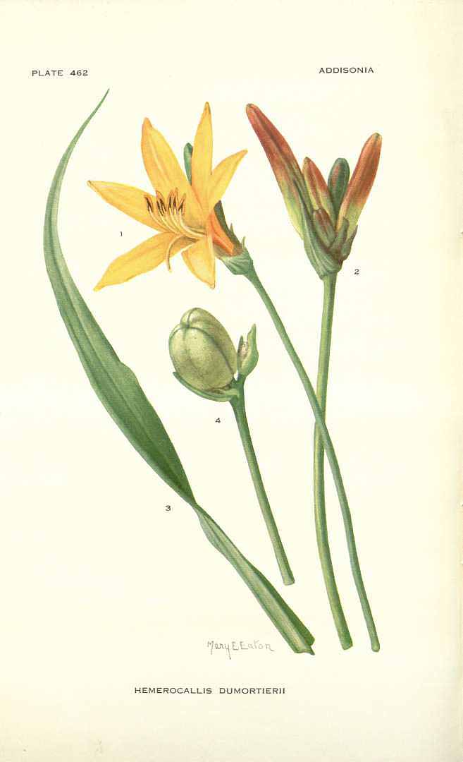 Illustration Hemerocallis dumortieri, Par Addisonia (1916-1964) Addisonia vol. 14 (1929) t. 462, via plantillustrations 
