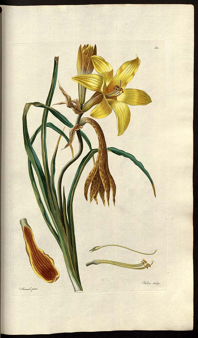Illustration Hemerocallis minor, Par Trattinnick (Trattinick), L., Thesaurus Botanicus (1805-1819) Thes. Bot. [tt. 1-80] t. 50, via plantillustrations 