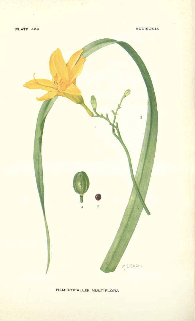 Illustration Hemerocallis multiflora, Par Addisonia (1916-1964) Addisonia vol. 14 (1929) t. 464, via plantillustrations 